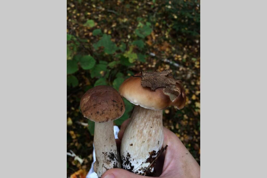 Sanmari_Forest Ledenice 외부 사진